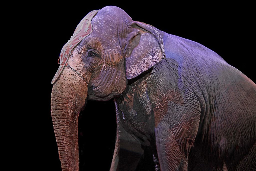 En elefant på cirkus.