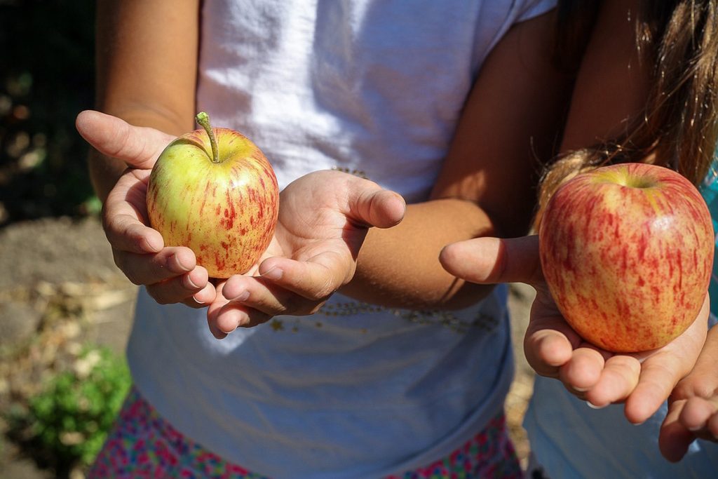 Två barn som håller i var sitt äpple.